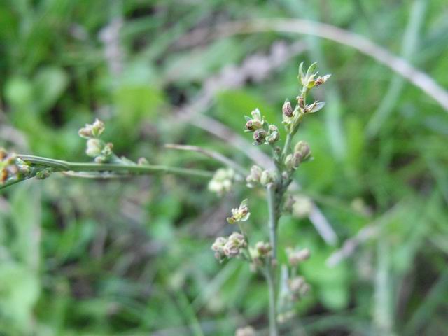 Bupleurum tenuissimum / Bupleuro grappoloso